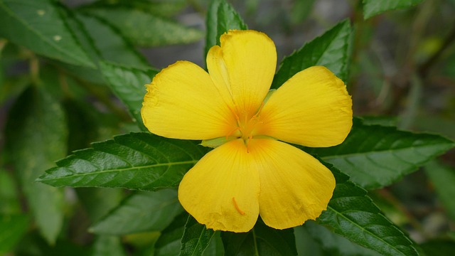 G2d64c7ef1d5c35a0196357d9e96646514ee6c266bd8c5fbbcaa11e6fe3bbaa2d3cf5f71681b36e90ae0ad31857857e021af7d94e989a273bd93af37a6c0a9cab 640